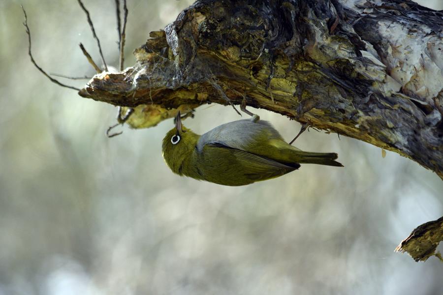 Silvereye Aug 2023 0002.JPG